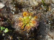 Drosera pulchella