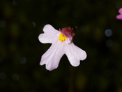 Utricularia multifida - Blüte