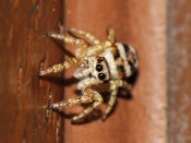 Salticus scenicus