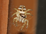 Salticus scenicus