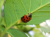 Harmonia axyridis